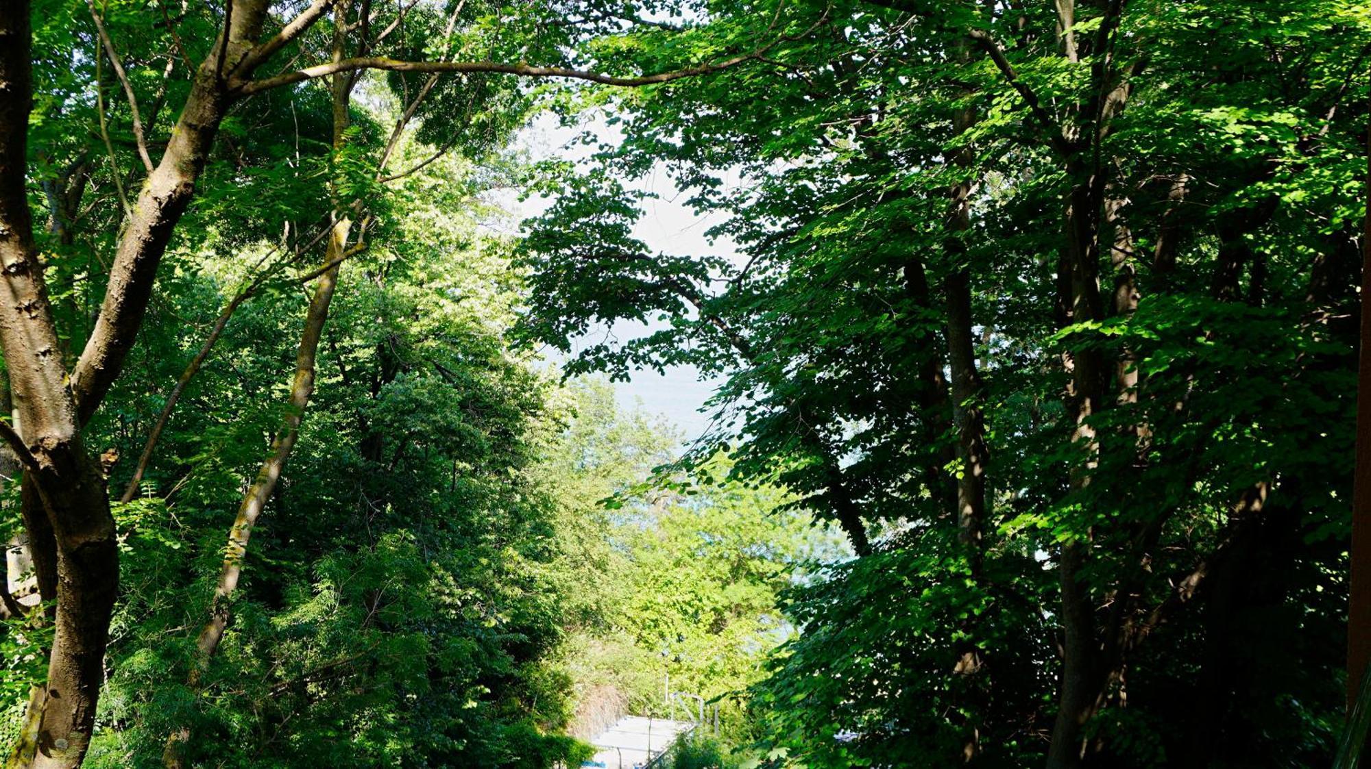 Бяла Клиф Форест - Byala Cliff Forest Luaran gambar